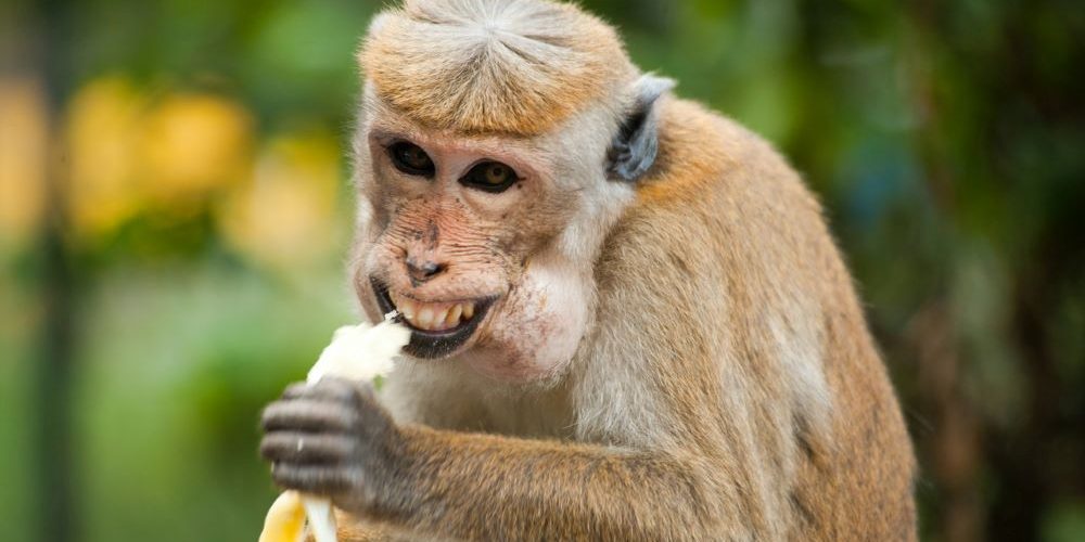 Primeira lição de atendimento Primeira lição de atendimento